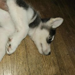 Siberian Husky Puppies from Jackson's Siberians