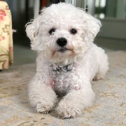 London - Bichon Frise