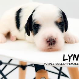 Lyn - Tri-color female Bernedoodle puppy in Tipton, Indiana from Country Creek Doodles