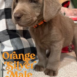 Silver Male- Orange - Silver male Dilute Retriever puppy in Marion, Illinois from Summer Lovin’ Labradors of Southern Illinois