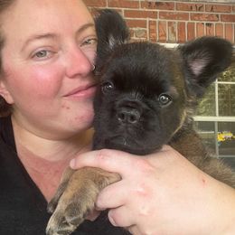 French Bulldog Puppies from Just Us Frenchies