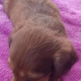 Dachshund Puppies from Nikas Baby Beanz LH Dachshunds