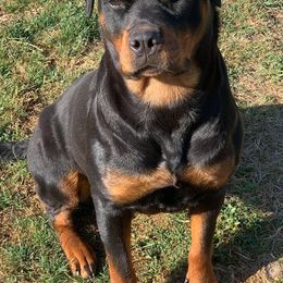 Rottweilers from BelovedK9 Rottweilers
