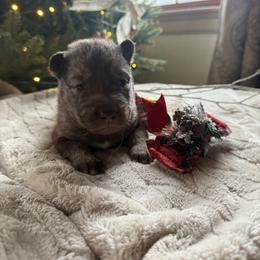 Eira - Red and white female Siberian Husky puppy in Ravena, New York from Osiris’s Siberians & Pomskies