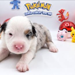 Cubone - Blue merle male Australian Shepherd puppy in Riverside, California from Aus Cal (Aussies of soCal)