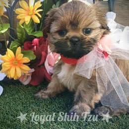 Shih Tzu Puppies from Loyal Shih Tzu