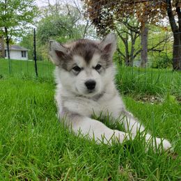 Alaskan Malamute Puppies from Delphi Alaskan Malamutes