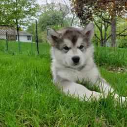 Alaskan Malamute Puppies from Delphi Alaskan Malamutes