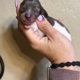 Waffles - Dapple female Dachshund puppy in Oklahoma City, Oklahoma from Barrett’s Doxie Farm