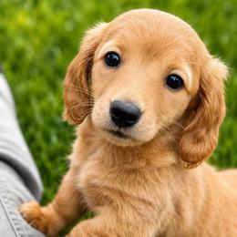 Julia - Red female Dachshund puppy in Salem, Oregon from Longdox Mini Dachshunds