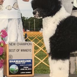 Portuguese Water Dogs from Sea Angels Portuguese Waters Dogs
