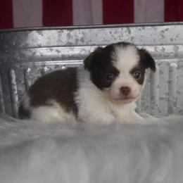 Colin - Chocolate sabled fawn male Chihuahua puppy in Gloucester, Virginia from Charlotte's Web of Chihuahuas