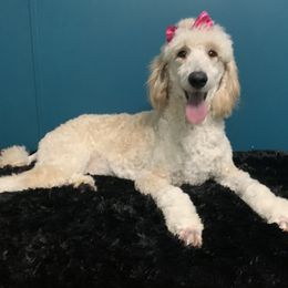 Hera - Bernedoodle