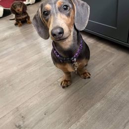 Dachshund All Grown Up from Dandy Doxies of KY