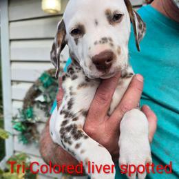Dynamite - White, liver and tan male Dalmatian puppy in Burley, Idaho from Hot Diggety Dogs LLC
