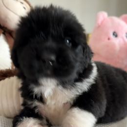Pink - Black female Newfoundland puppy in Riverside, California from Gentle Soul Newfoundlands