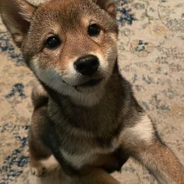 Shiba Inu from Jesup Shiba Inu