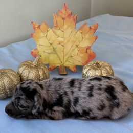 Blue - Dapple male Dachshund puppy in Great Falls, Montana from Dawn's designerDachshunds