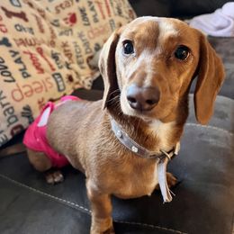 CoCo - Dachshund