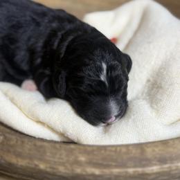 Candy - Black and white female Bernedoodle puppy in Bellevue, Iowa from Blended Acres & Kennels