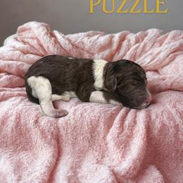 Puzzle - Parti female Goldendoodle puppy in Ellenburg Center, New York from Kristin's Puppies