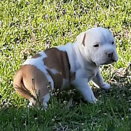 American Staffordshire Terrier and French Bulldog Puppies from Cicero Kennels