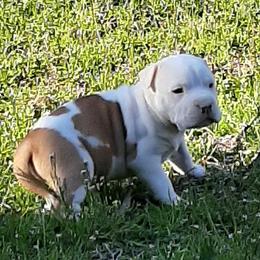 American Staffordshire Terrier and French Bulldog Puppies from Cicero Kennels