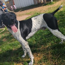 Colt - German Shorthaired Pointer