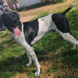 Colt - German Shorthaired Pointer