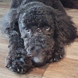 Goldendoodles from Veteran Goldendoodles