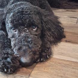 Goldendoodles from Veteran Goldendoodles