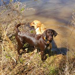 Delta - Labrador Retriever