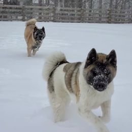 Akita All Grown Up from Komai Akitas