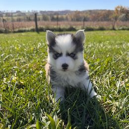 Flounder - Black and white male Pomsky puppy in Bucyrus, Missouri from Hill Top Pomskies