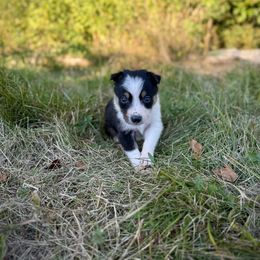 Jaws - Tri-color male Border Collie puppy in Alexander, Maine from High Velocity Stockdogs