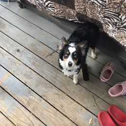 Toy Australian Shepherd All Grown Up from The Ranch of the Sun Toy Aussies