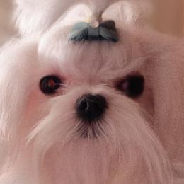 Puff - Maltese