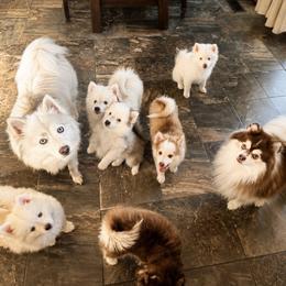 Pomsky Puppies from Blue Heaven Pomsky