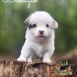 Bellagio - Gray and white female American Corgi puppy in Cameron, North Carolina from Butts Family Corgis