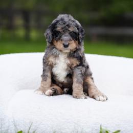 Blue collar - Blue merle male Bernedoodle puppy in Spokane, Washington from Doodle Love