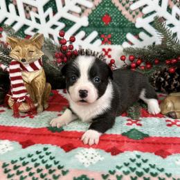 Prancer - Brindle and white female American Corgi puppy in Waskom, Texas from Piney Woods Corgis