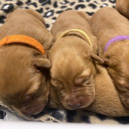 Labrador Retriever Puppies from Fire & Ice Labradors