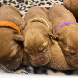 Labrador Retriever Puppies from Fire & Ice Labradors