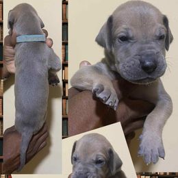 Chucky - Fawn male Great Dane puppy in Bolivar, New York from Prophecy Danes