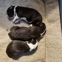 Miniature American Shepherd Puppies from Tempus Fugit