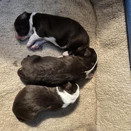 Miniature American Shepherd Puppies from Tempus Fugit