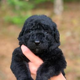 Green - Black male Goldendoodle puppy in Ranger, Georgia from Muscadine Meadows Poodles and Doodles