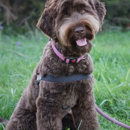 Bendi - Australian Labradoodle