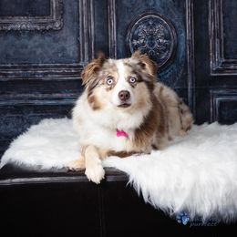 Ruby - Australian Shepherd