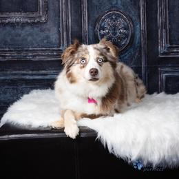 Ruby - Australian Shepherd